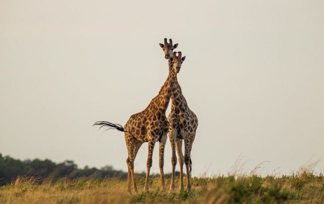 Для чого жирафам плями на шкірі? Відповідь вчених, яка вас точно здивує