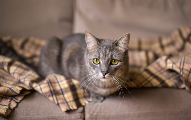 Українські коти не "м'явкають"! Як правильно називають звуки, які видають ці пухнастики