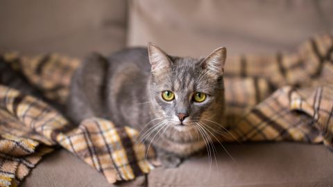 Не только кошачья мята и валериана: какие еще запахи привлекают котов и для чего они нужны