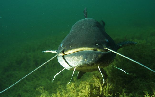 Український рибалка упіймав величезну рибу вагою 19 кг (фото трофея)