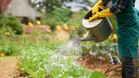 Що посіяти в кінці літа, щоб встигнути зібрати врожай: посівний календар на серпень