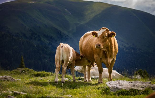 Українські вчені вивели нову породу корів: на що здатна диво-тварина