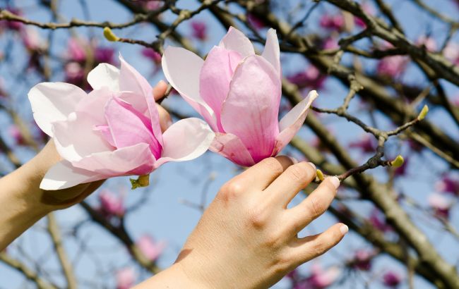 В Киеве наконец-то распустились магнолии: где можно увидеть красоту