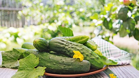 Почему огурец - это уникальный овощ: кому его есть категорически нельзя