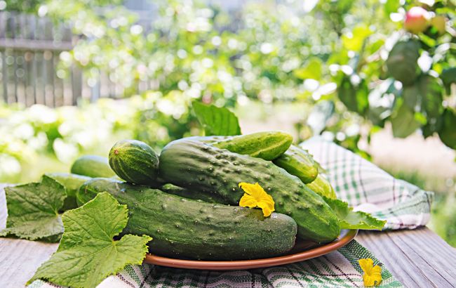 Чому огірок - це унікальний овоч: кому його їсти категорично не можна