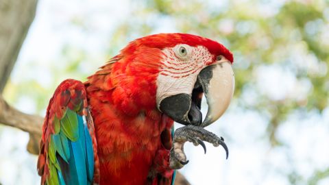 Попугая Кернеса выселили из горсовета Харькова: где сейчас Джонни (видео)