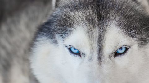 Виявили сказ: під Кропивницьким собака покусала дитину і трьох дорослих