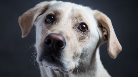 У Києві у ветклініці стерилізували собаку, хоча мали просто підстригти: спалахнув скандал
