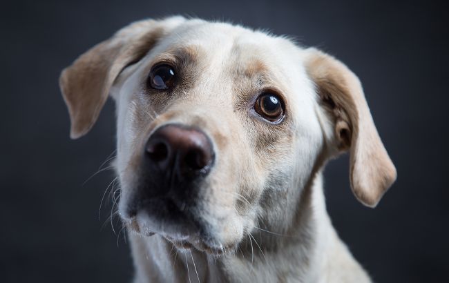 В Киеве в ветклинике стерилизовали собаку, хотя должны были просто подстричь: вспыхнул скандал