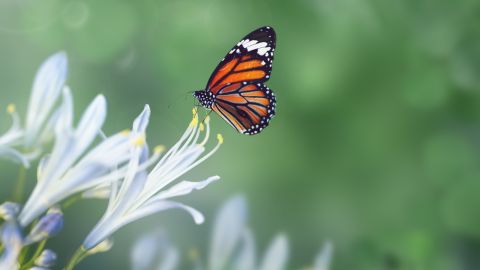 Кирилла и Мефодия: что строго запрещено делать 24 мая, важные традиции и кто именинник