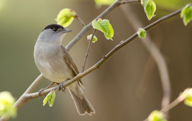 Лечите зубы, и не прогоняйте птиц: что можно и нельзя делать 24 марта