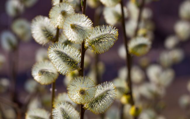 19 березня: який сьогодні день, важливі традиції і що не можна робити