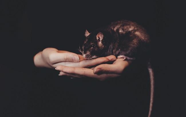 В Индии крысы выпили тысячи литров нелегального алкоголя