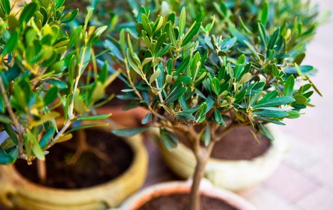 Вирощуємо оливкове дерево на підвіконні: проста інструкція