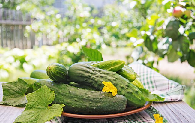 Чим підживити огірки, щоб росли смачними, а не гіркими: копійчаний метод