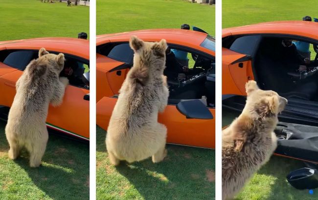 Шейх у захваті: домашній ведмідь вирвав двері у суперкара Lamborghini