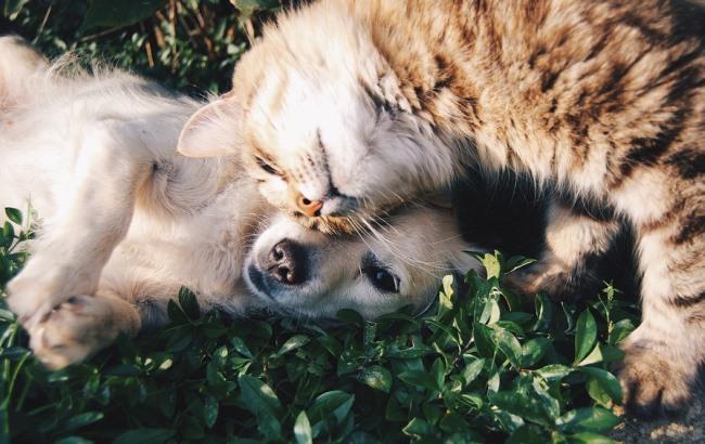 Французская кинодива позаботится об украинских бездомных животных