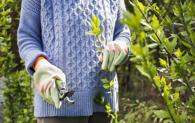 Не обрізайте це у березні: 4 популярні рослини, які можна легко зіпсувати навесні