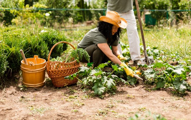 "Чорний" список рослин, які швидко "захоплюють" ділянку і виснажують ґрунт