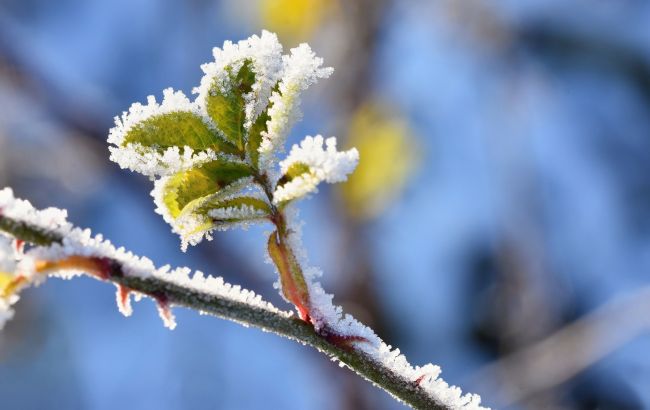До -3 градусів. Киян попередили про нічні заморозки