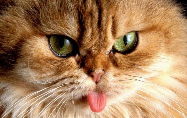 О чем мяукают коты? Шведские лингвисты работают над кошачьим "разговорником"