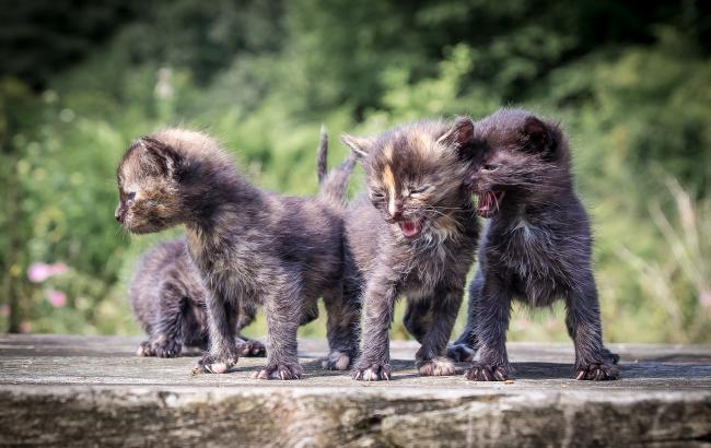 В лесу под Харьковом нашли полсотни брошенных котят