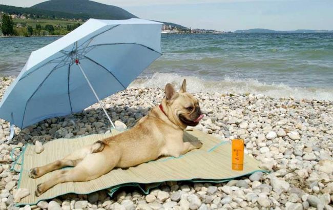 Погода на завтра: в Україні без опадів, температура до +36