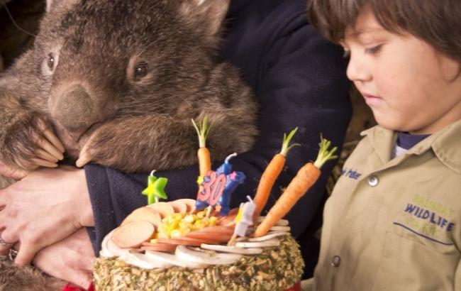 Гигантский вомбат отметил юбилей и зарегистрировался на сайте знакомств