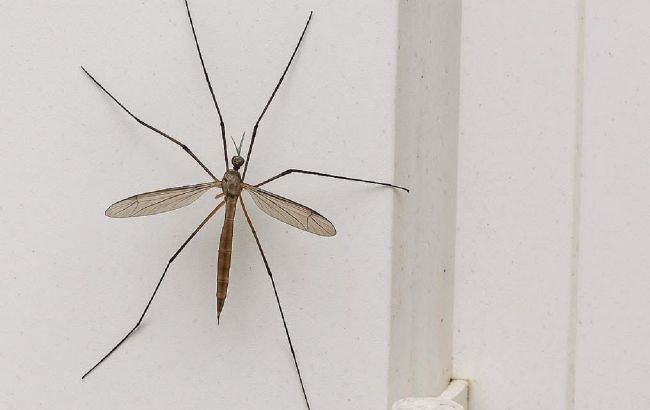 Это не комар-переросток: почему не стоит уничтожать типулу, которая залетела в ваш дом