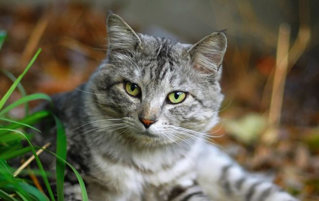 Погода на сегодня: в Украине преимущественно без осадков, температура до +8