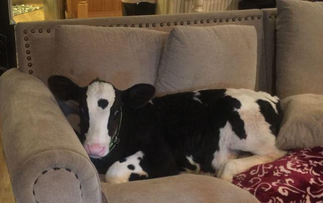 Теленок, считающий себя собакой, стал звездой соцсетей