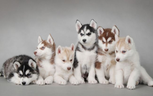 В британском университете у студентов снимут стресс с помощью щенков