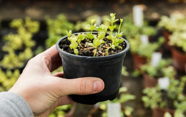 Рассада в феврале: какие овощи следует сеять уже сейчас