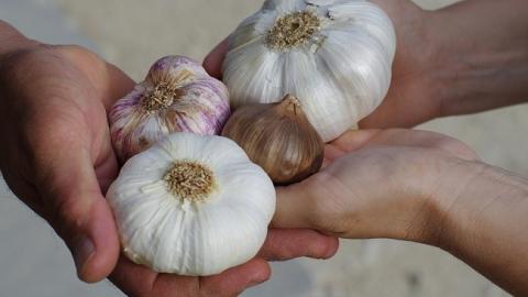 Диетолог объяснила, почему не стоит бояться чеснока и в чем его польза