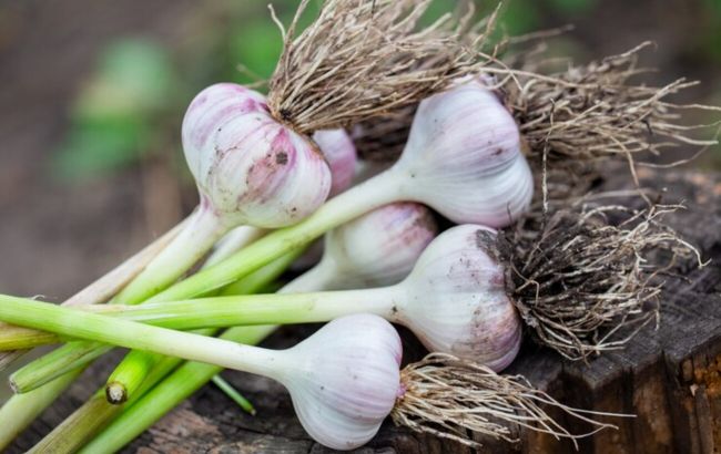 Навіщо листя часнику зав'язують у вузол і коли це потрібно робити