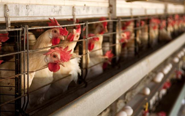 Отчет Кабмина: импортеры за месяц закрыли квоту на мясо птицы из ЕС в 2016