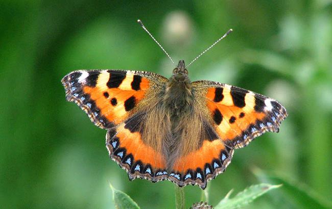 Стало відомо, звідки в Києві так багато метеликів