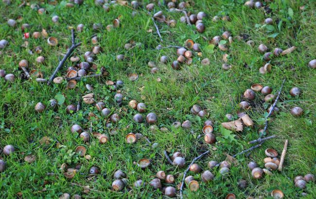 Весь сад засыпало желудями? Почему их нельзя просто игнорировать и что с ними делать