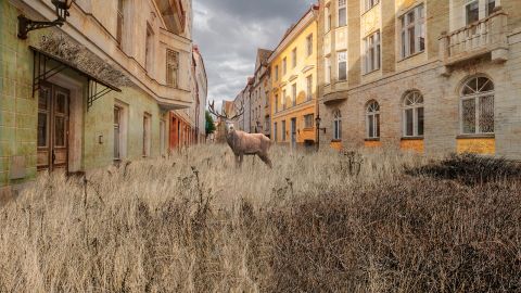 Не мавпи, не щури. Який вид домінуватиме на планеті, якщо людство зникне