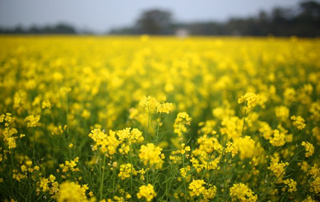 Гірчиця на грядках: чи варто сіяти, коли та які рослини не люблять сусідства