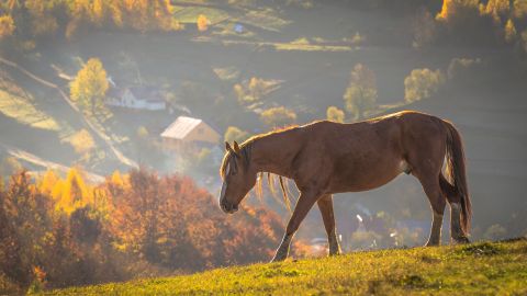 Село-призрак на Закарпатье, которого нет на старых картах: без дорог и сельсовета