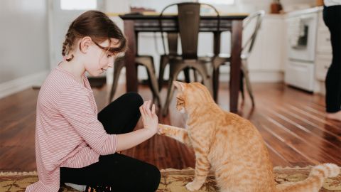 Как научить кота "давать пять"? Держите пошаговую инструкцию