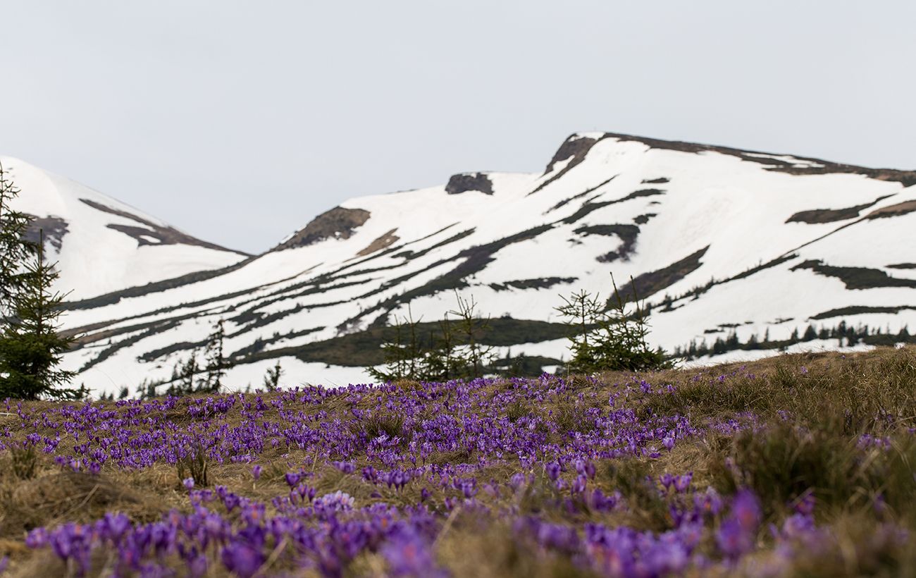 Ці квіти пережили льодовиковий період: у вас є всього 2 тижні, щоб їх побачити
