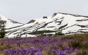 Ці квіти пережили льодовиковий період: у вас є всього 2 тижні, щоб їх побачити