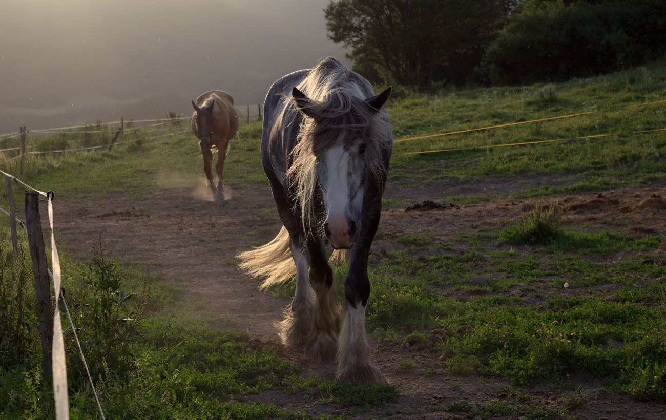 Найбільші коні світу: як з'явилися добродушні велетні шайри
