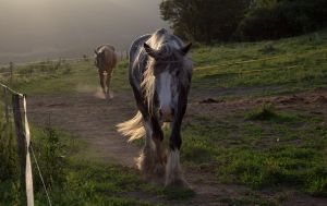 Найбільші коні світу: як з'явилися добродушні велетні шайри