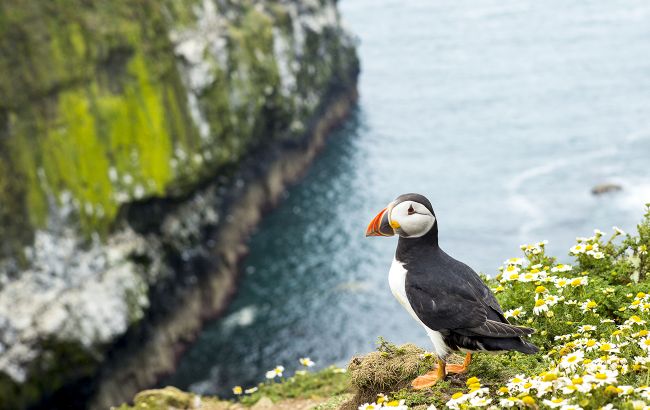 Вакансія мрії: як пожити безкоштовно на мальовничому острові серед тисяч птахів