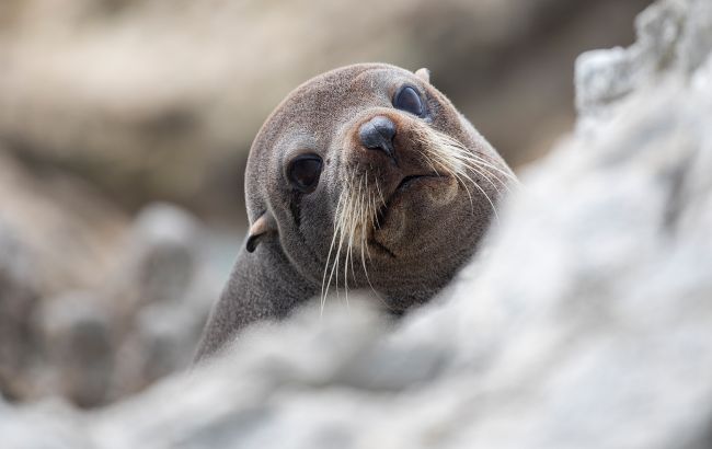 Понад 17 тисяч тварин загинули від вірусу, який раніше зустрічався лише у птахів
