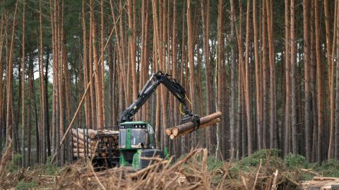 Стало известно, что рынок продажи леса в Украине 4 месяца&nbsp;был монополизирован одной компанией