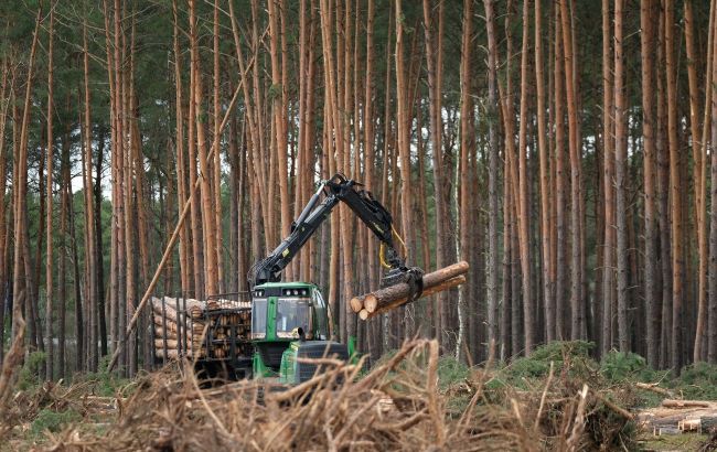 Стало відомо, що ринок продажу лісу в Україні 4 місяці був монополізований однією компанією